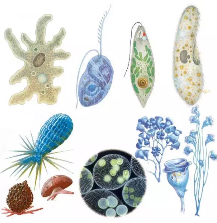 Parasit tergolong dalam kerajaan Protozoa, di mana terdapat lebih daripada lima belas ribu spesies